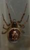 Steatoda nobilis